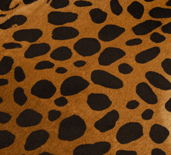 Hair on Calf- Prints